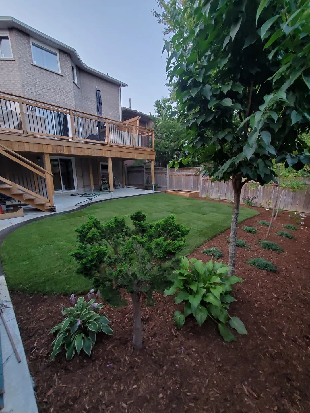 Fresh sod with roll seams and curved garden edging in a Dundas backyard landscaping project
