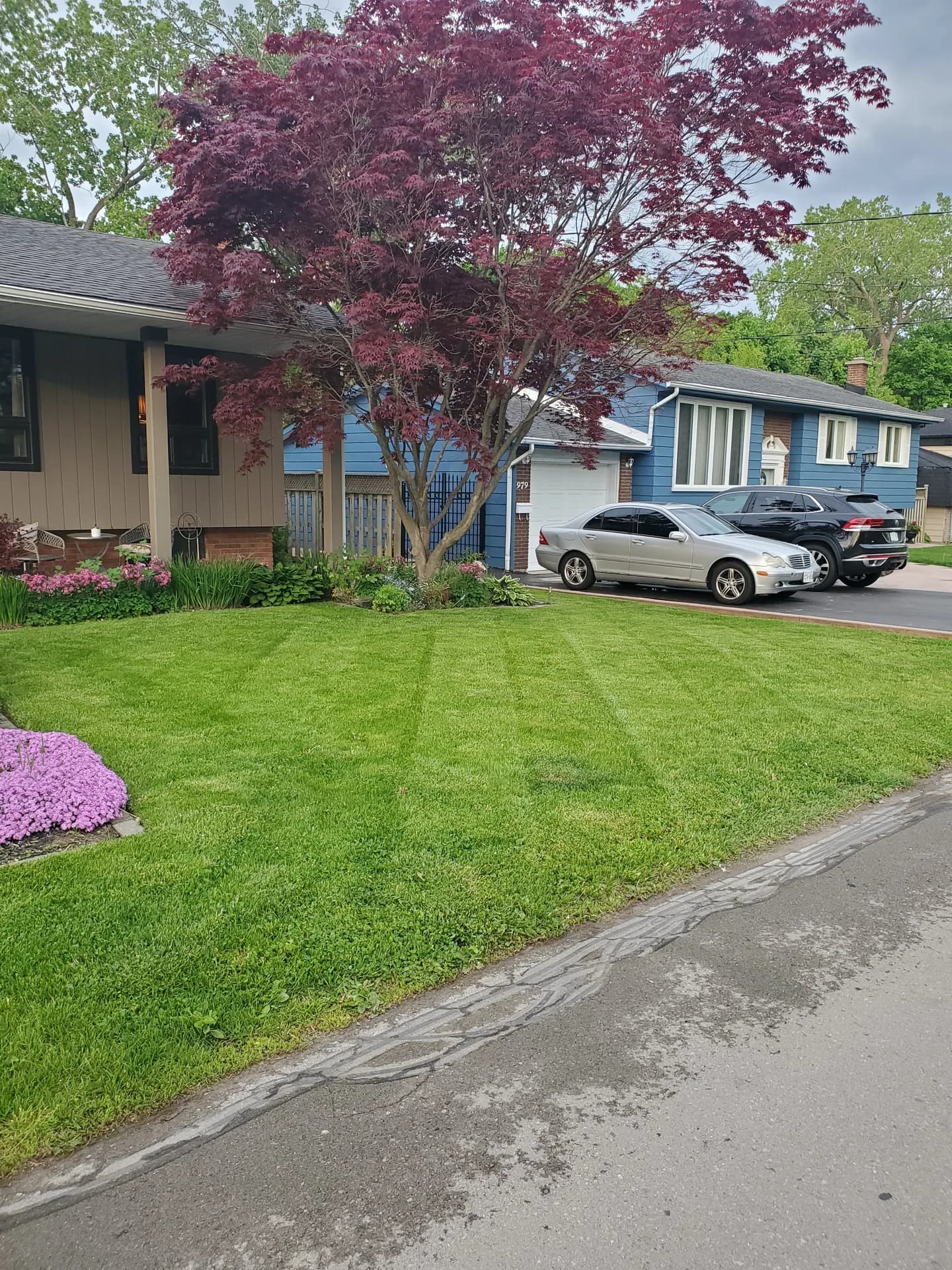 Residential lawn mowing in Hamilton with diagonal striping, crisp curb edging, and a landscaped front yard maple tree