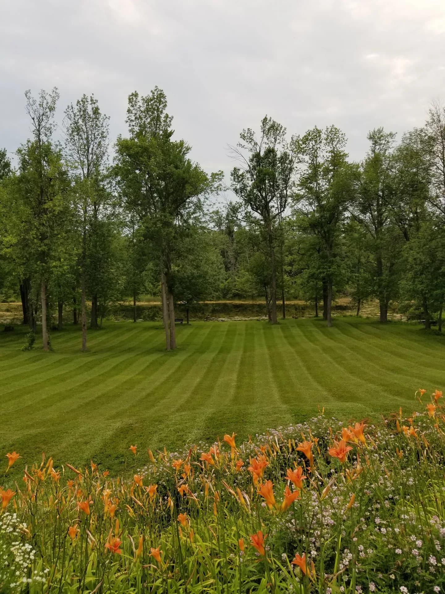 Wide striped lawn after lawn cutting in Hamilton with orange daylilies and mature trees along the property line