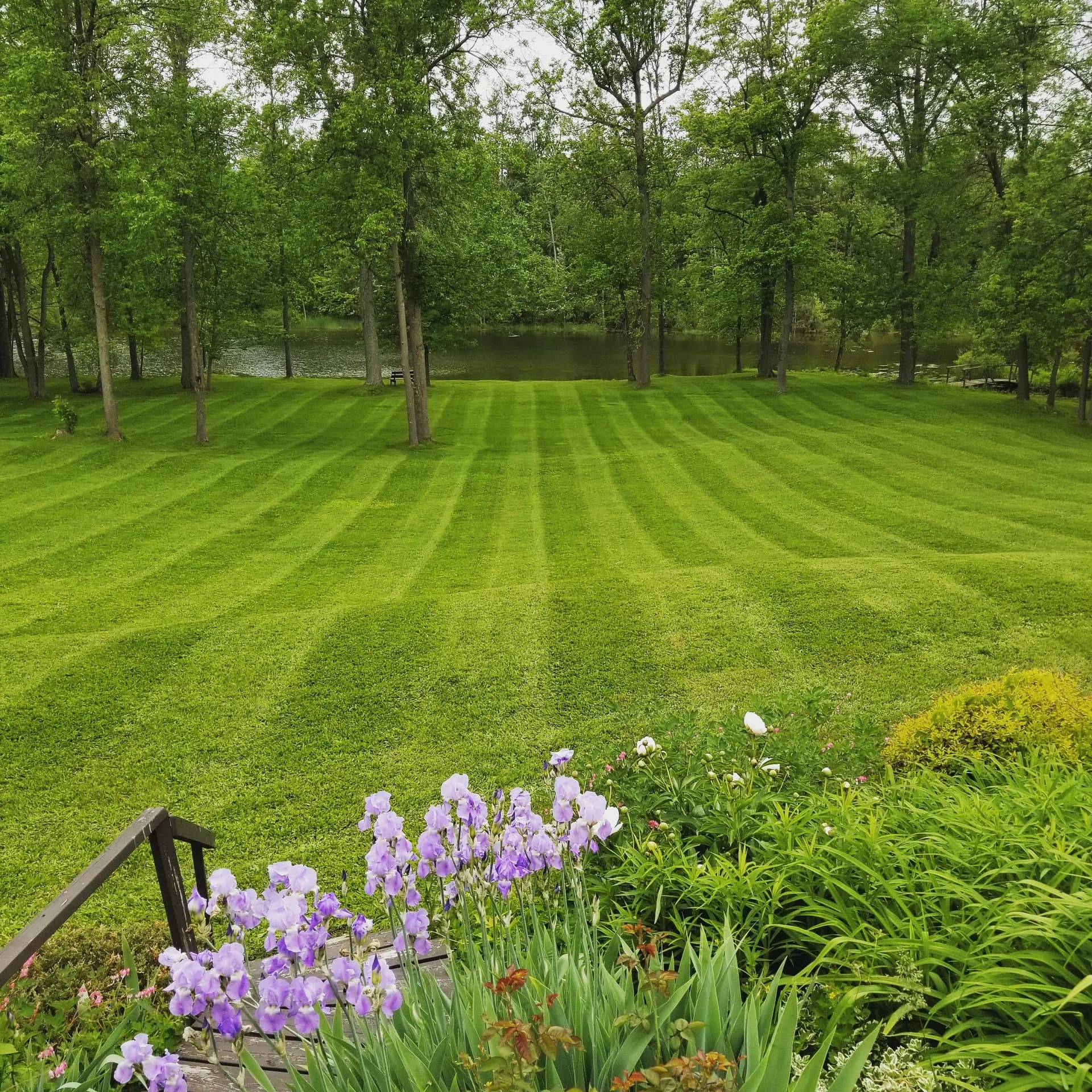 Manicured striped lawn after lawn mowing and lawn care in Hamilton, with purple irises and garden beds in the foreground
