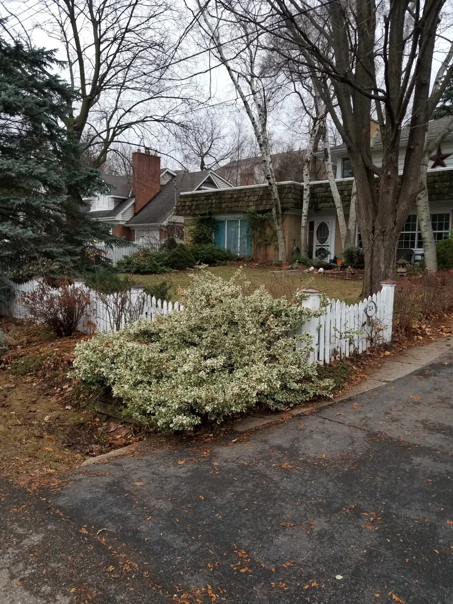 Before spring yard clean up in Hamilton with an overgrown shrub covering a white picket fence, fallen leaves, and dormant garden beds