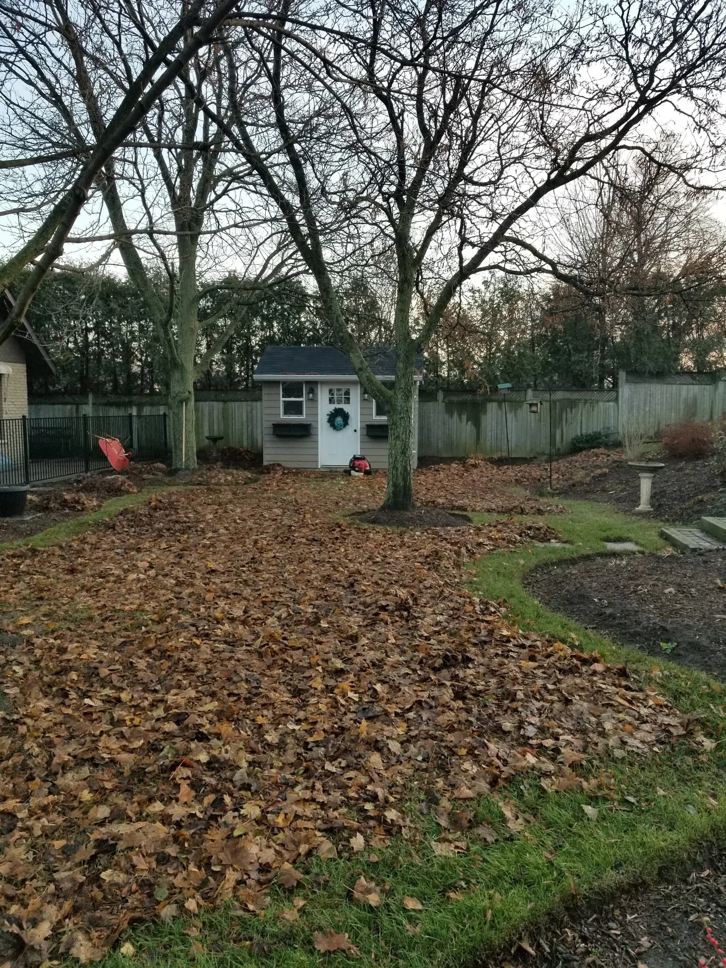 Hamilton backyard lawn covered in fallen maple leaves around a garden shed before a professional yard clean up